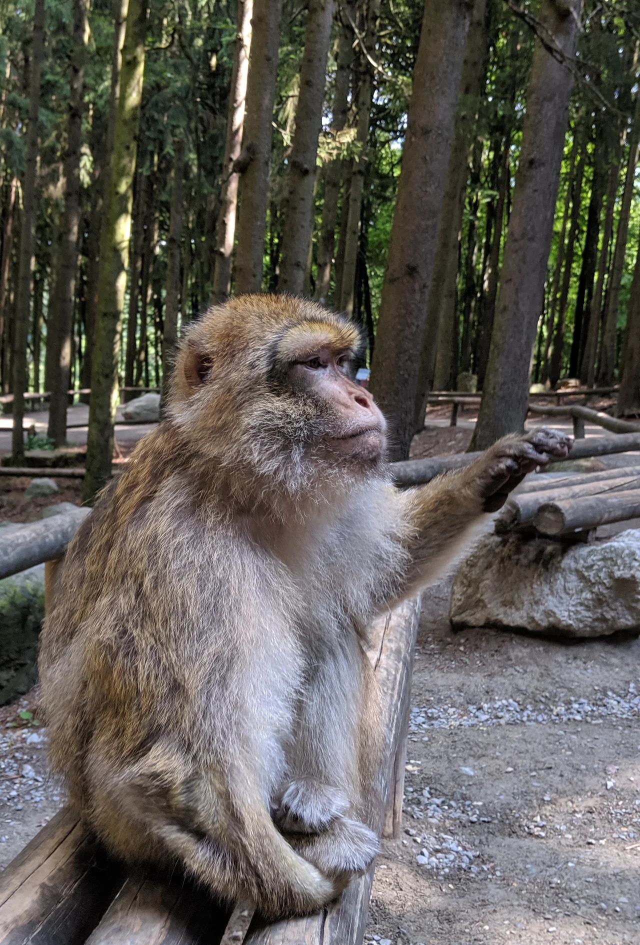 Zurich to Affenberg Salem transfer destination: Barbary macaque in woodland