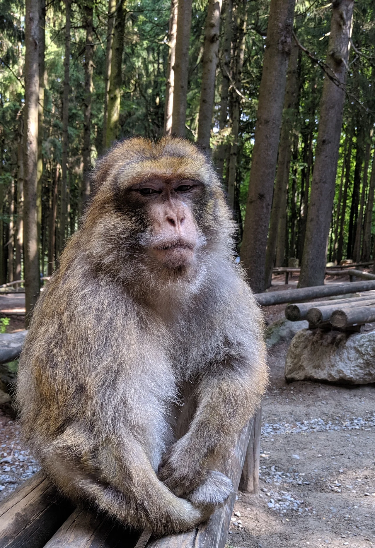 A seated Barbary macaque at Affenberg Salem