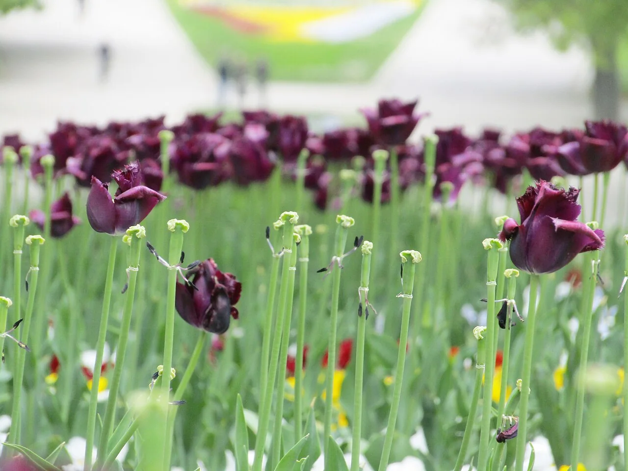 Flowerbeds in Varna Sea Garden